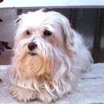 Gaspar